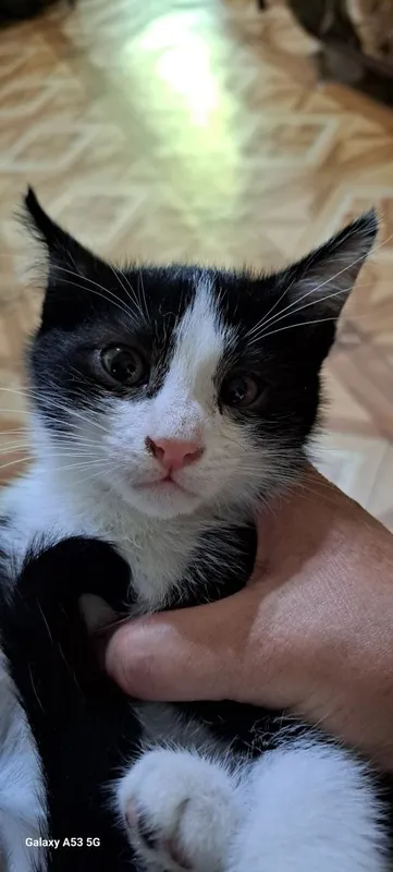 Котята в добрые руки 4 Котята в добрые руки 4