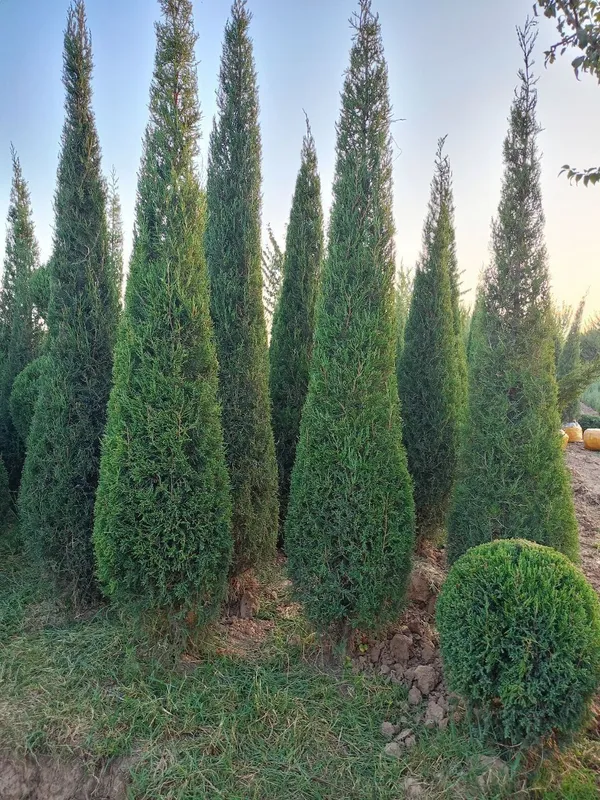 Gazon ekish xizmati landshaft ,poliv xizmati — фото 4