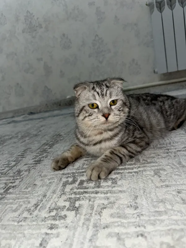 Кошка 2 Кошка 2