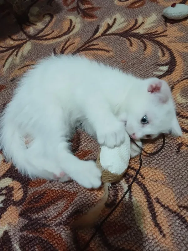 Продаю котят 2месяца папа вислоухий мама черная 1