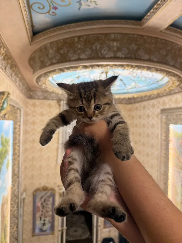 кошка скоттиш-фолд шиншила — фото 2