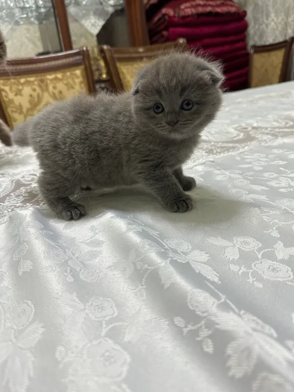 Скотиш фолд девочка мальчик 2