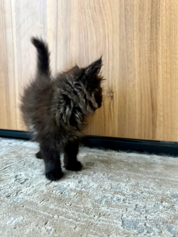 British longhair — фото 2