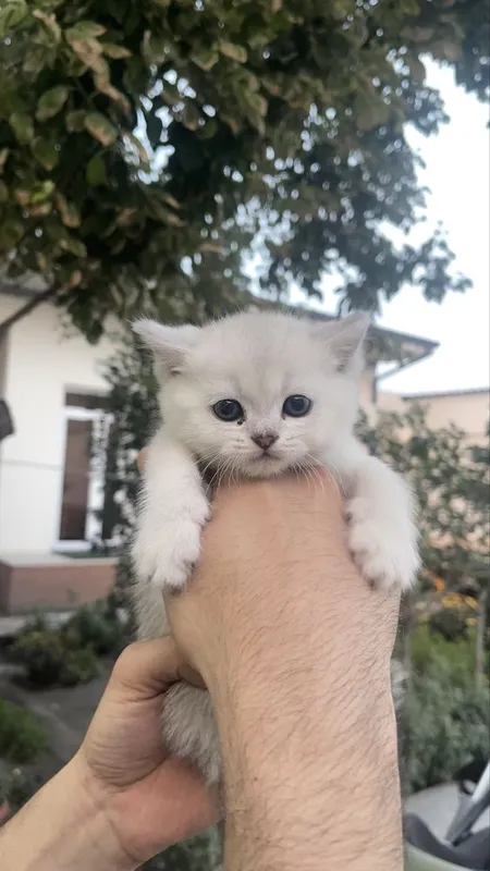 Серебристый шиншилла