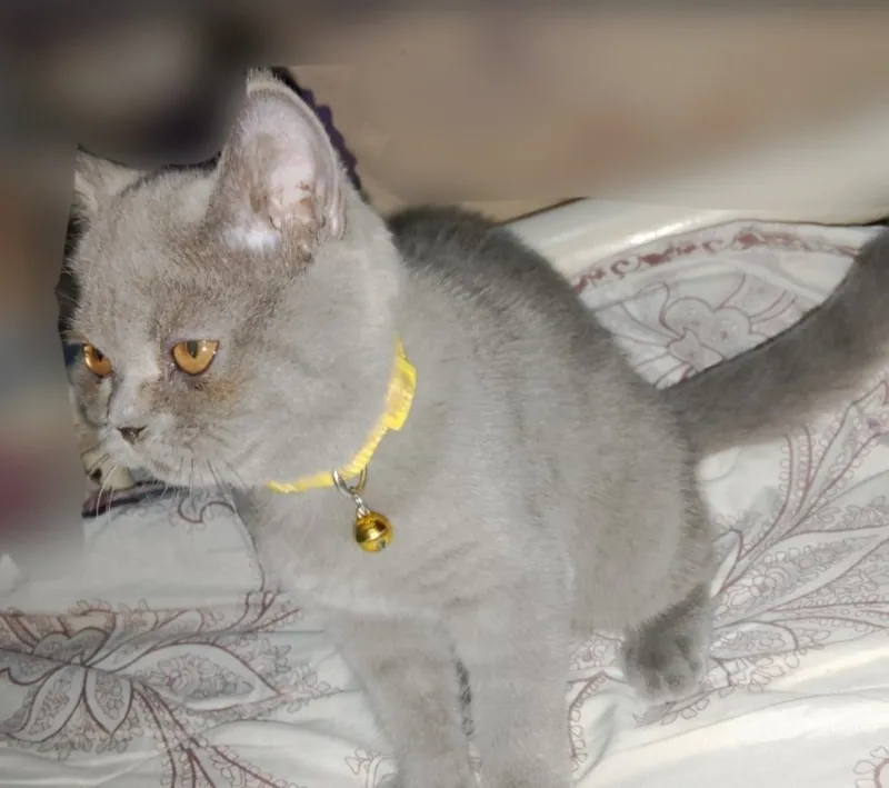 Продаётся кошка, британская короткошёрстная 2 Продаётся кошка, британская короткошёрстная 2