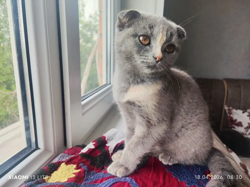 Продаётся котёнок - скотиш фолд