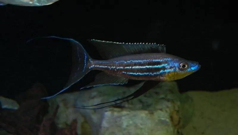 Benthochromis hori kigoma F0 2