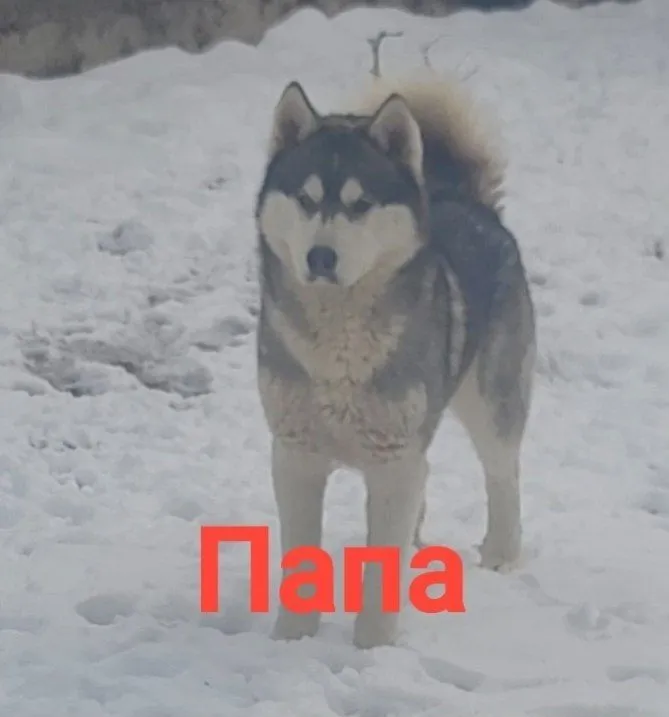 2 haftadan so‘ng sotuvda sof zotli sibir xaskilari 7