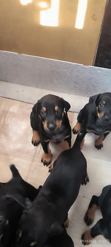 doberman kuchukchalari 4
