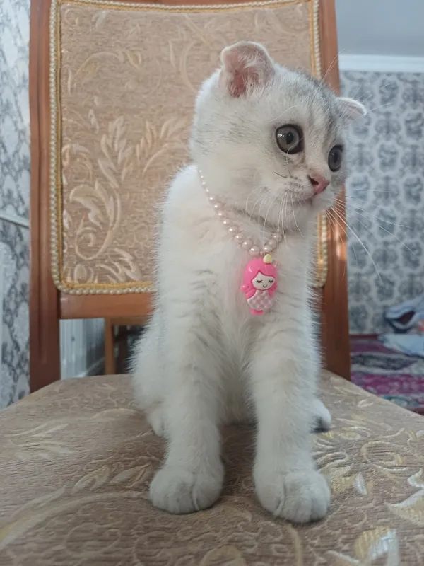 Серебристая шиншилла 4