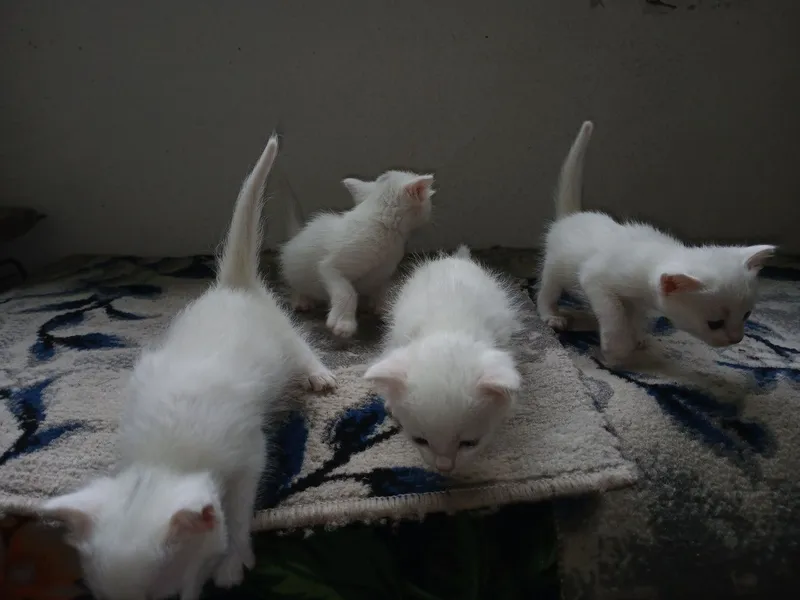 Qoni toza mushuk bolalari sotiladi 2 Qoni toza mushuk bolalari sotiladi 2