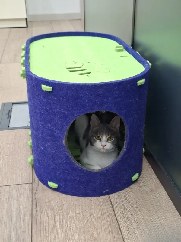 Котенок мальчик 2 месяца 4 Котенок мальчик 2 месяца 4