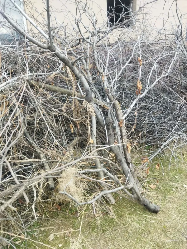 Продаю дрова. — фото 3