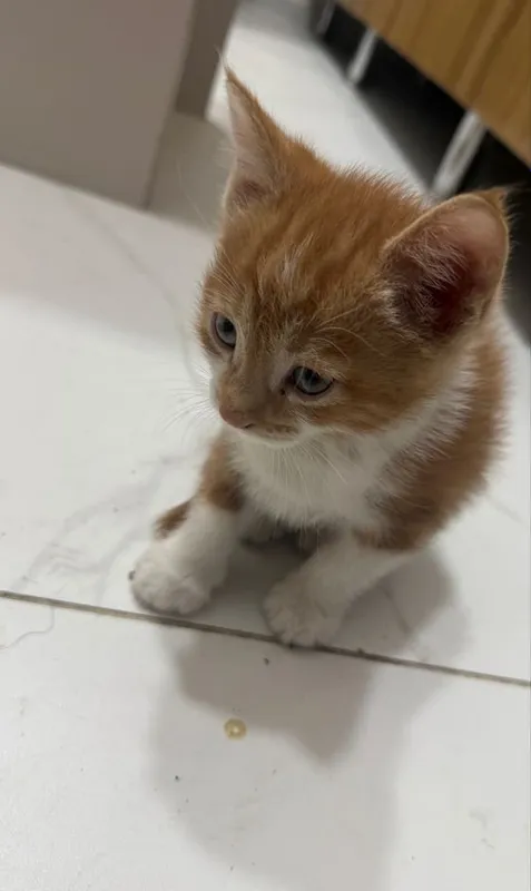 Котята в добрые руки 2 Котята в добрые руки 2