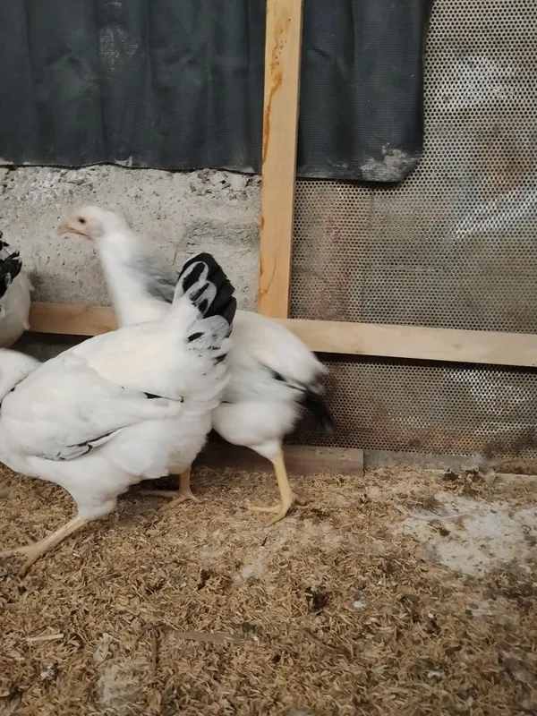 Adler tovuqlar sotiladi 2 dona 3 Adler tovuqlar sotiladi 2 dona 3