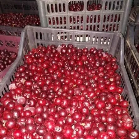 Замороженный шпанка шипонка..вышня ОЛЧА 1