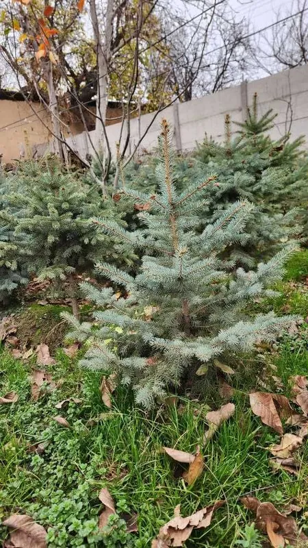 Спешите! Нужно пересаживать ель ЗИМОЙ а не ВЕСНОЙ — фото 5