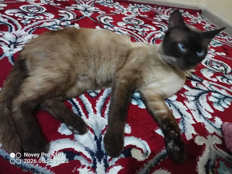 Mushuk sotiladi zotdor