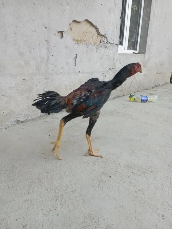 dakan sotiladi zor 4