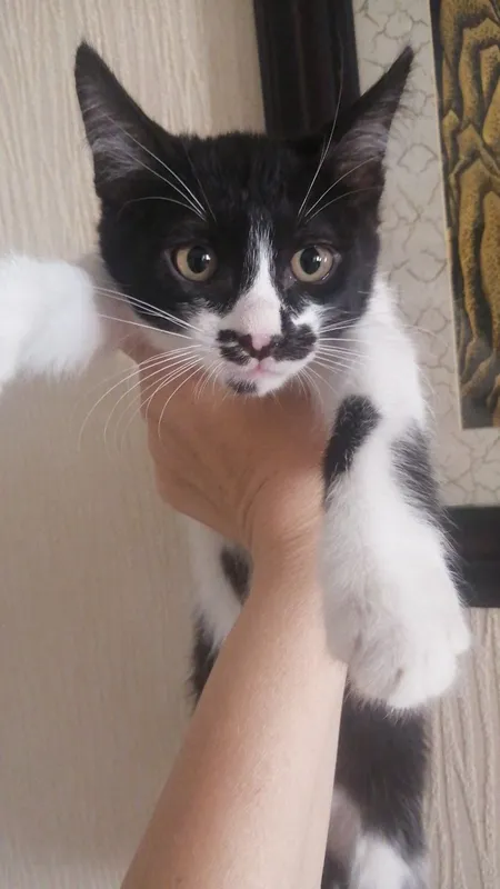 Котята в добрые руки — фото 3