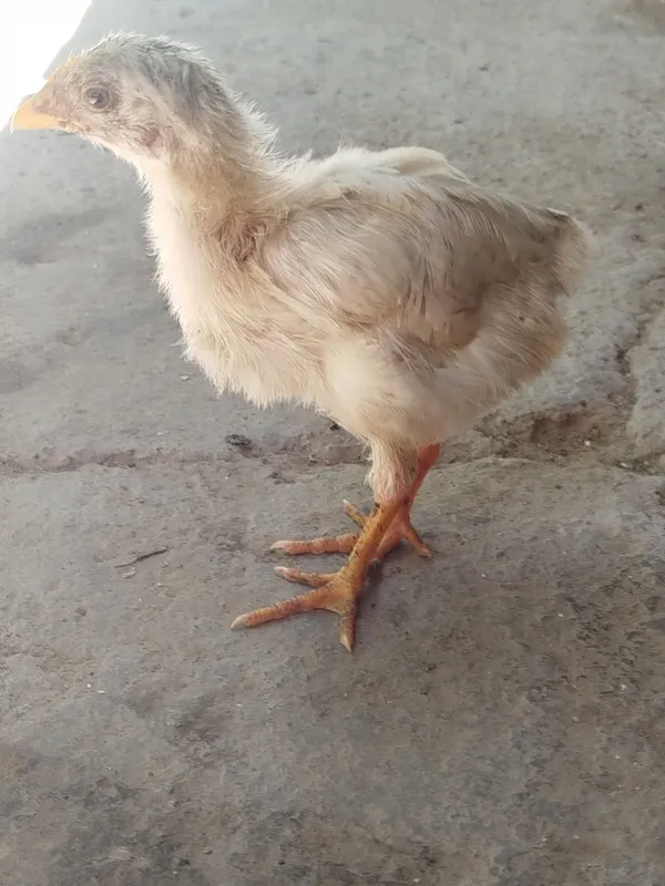 Jõjalar soğlom 1 oylik 3 Jõjalar soğlom 1 oylik 3