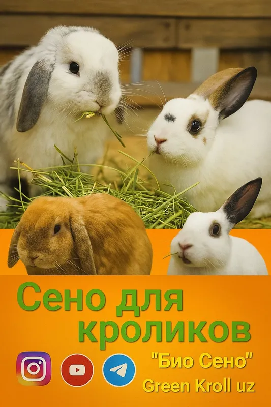 Сено для морских свинка — фото 1