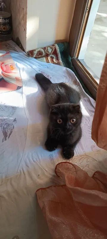 Кошка мушук 2 Кошка мушук 2