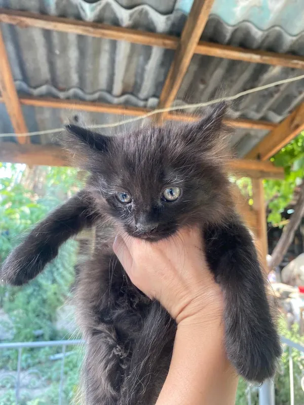 Котята а добрые руки