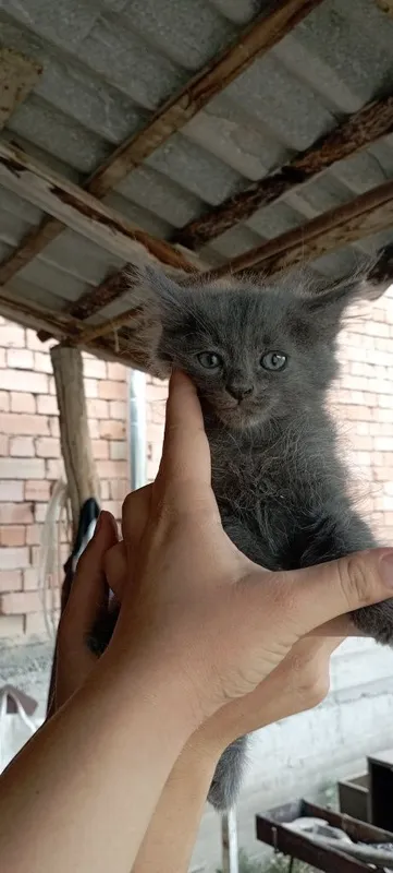 Продаются котята породы БРИТАНЕЦ — фото 1