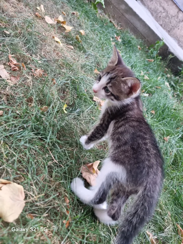 Котята 4 Котята 4