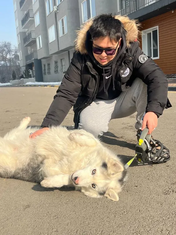 Профессиональный Выгул собак!!! Юнусабад и в черте города. Профессиональный Выгул собак!!! Юнусабад и в черте города.