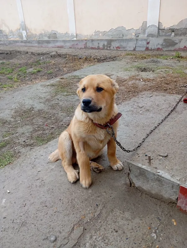Bo'ribosar sotiladi — фото 4