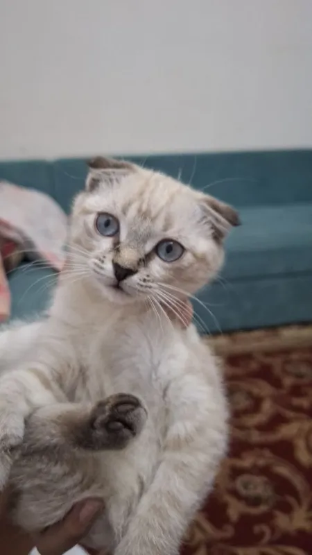 (Scottish Fold) Mushuk Sotiladi.