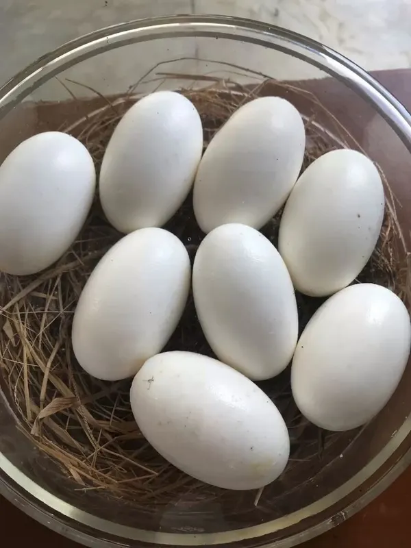 Gʻoz va Indyuk tuxumlari ichida xoʻrozi bor