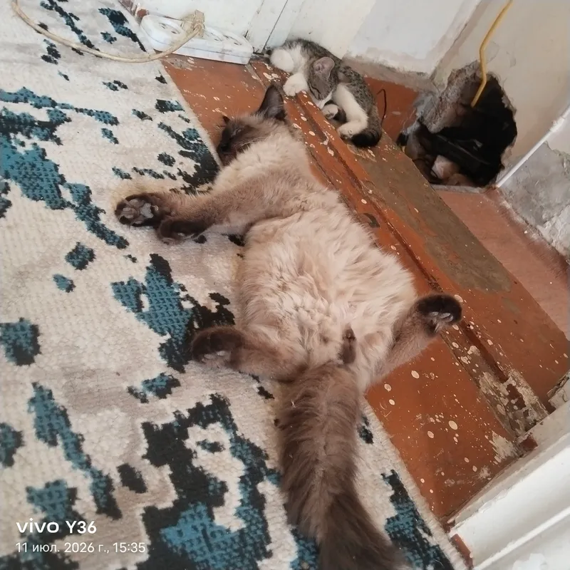 siyamiski 2 siyamiski 2