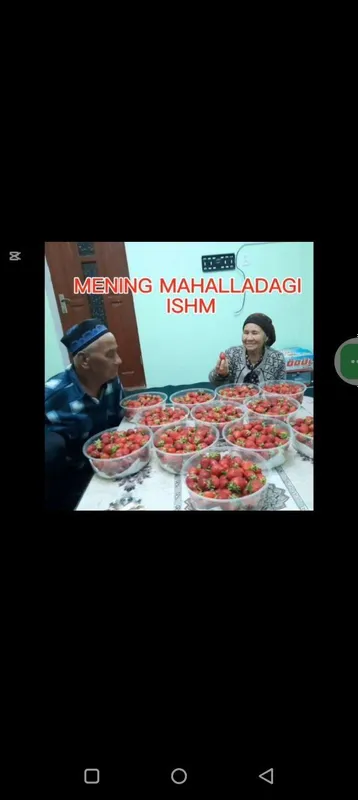 Yangi uzilgan qulupnay shirin va tabiiy — фото 1