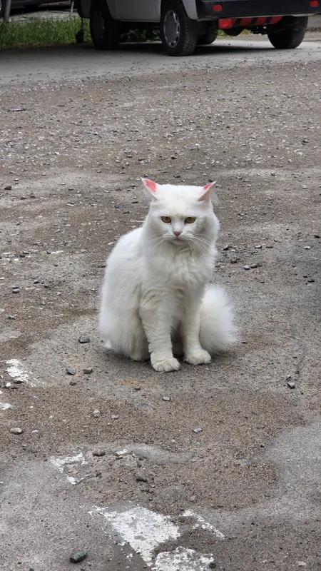 Найдена домашняя кошка! Юнусабадский рацон 13 квартал