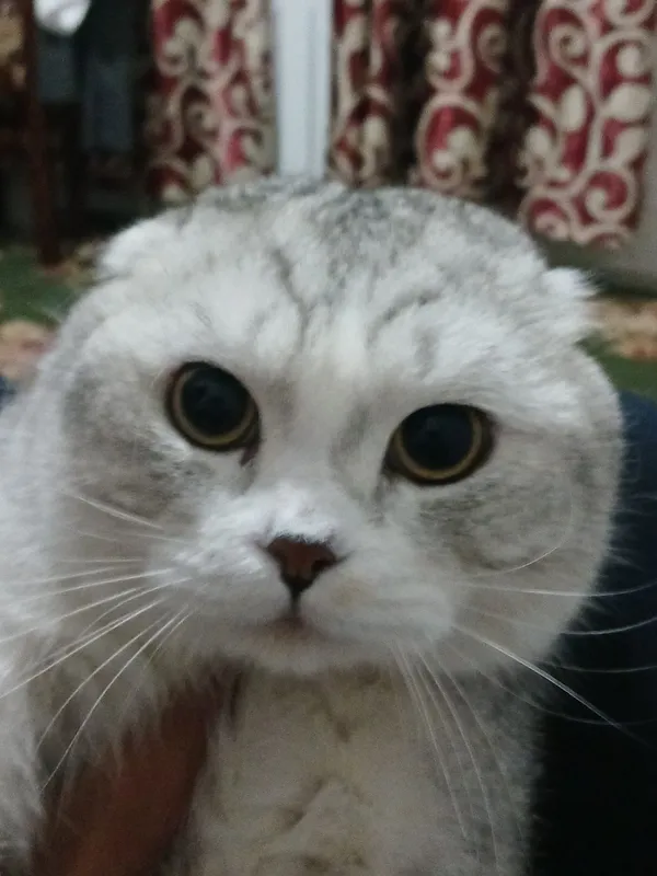 Scottish fold 1 yarm yosh ogl bola 3 Scottish fold 1 yarm yosh ogl bola 3