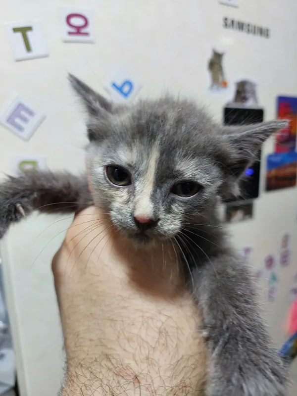 Отдаю кота очень хороший 2 Отдаю кота очень хороший 2