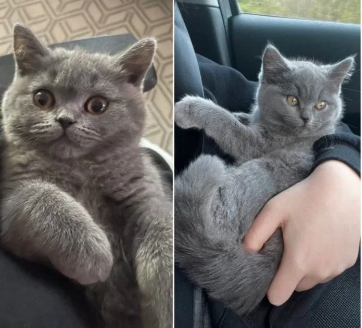 Zotili mushu : British shorthair toza qon