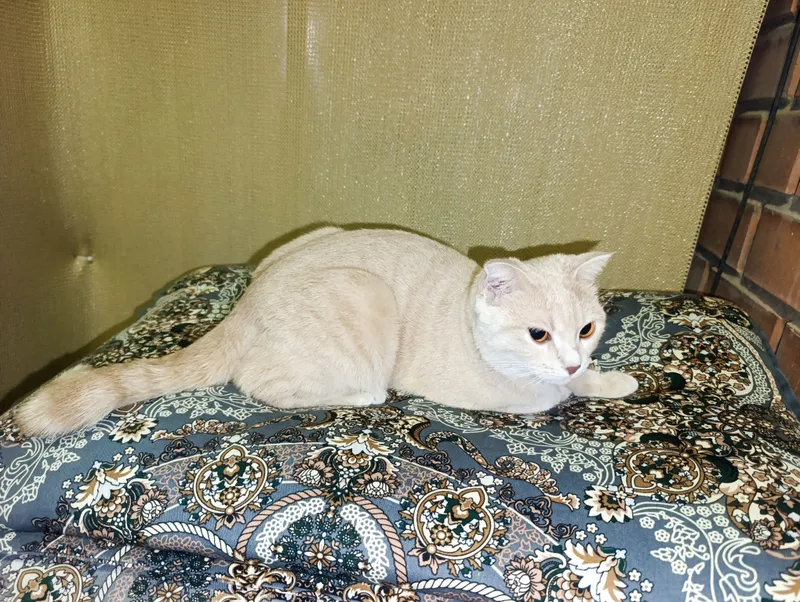 Отдам кошку в хорошие руки 1 Отдам кошку в хорошие руки 1
