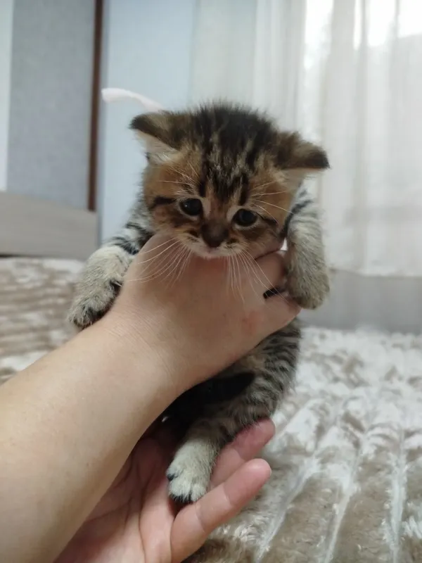 Продаются потрясающие, красивые, ласковые , нежные породистые котята