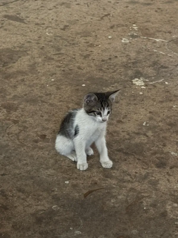 Котята в добрые руки/Mushukchalar yaxshi qo‘llarga