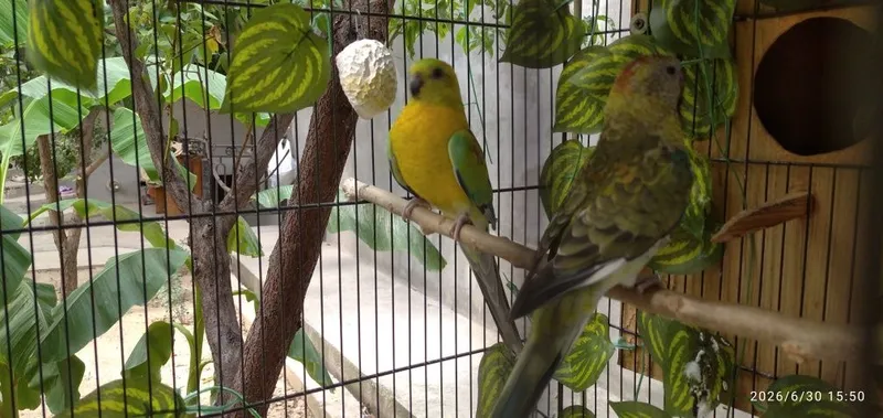Pevchiy papugay sotiladi 1