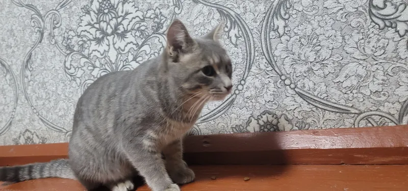 Отдадим кота в хорошие руки, кот находится в Янгиюле — фото 2