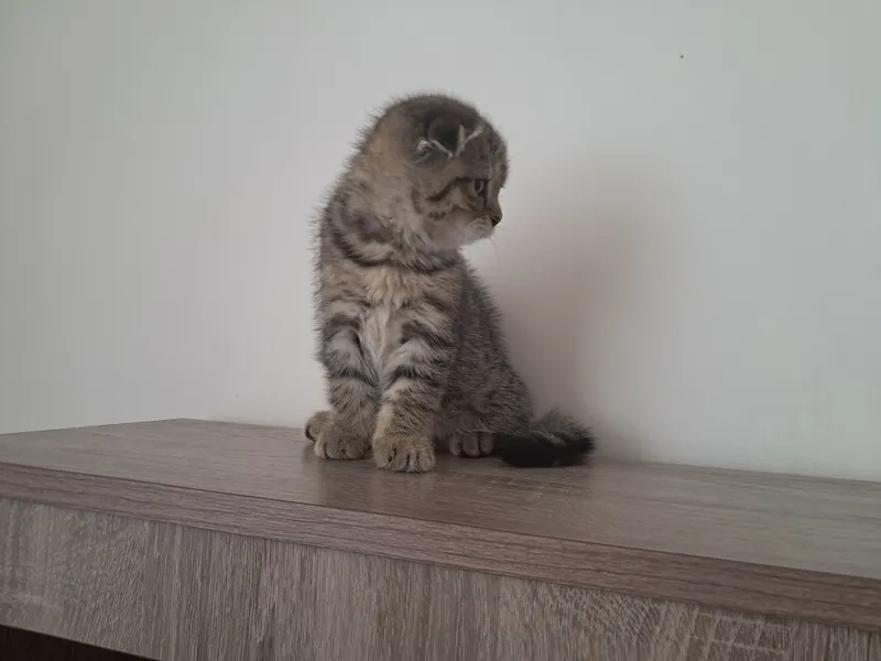 scottish fold 1.5 oyli qiz bola 1 scottish fold 1.5 oyli qiz bola 1