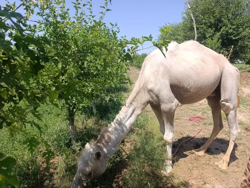 2 urkachliy oq tuya 3 2 urkachliy oq tuya 3