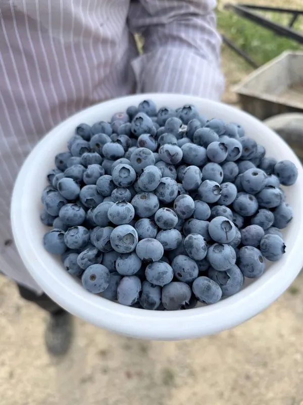 Голубика кибрайски оптом полски сажнец очен вкусный полезни — фото 5 Голубика кибрайски оптом полски сажнец очен вкусный полезни — фото 5