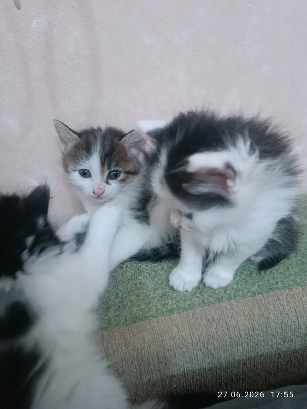 Продаются котята. Очень милые и красивые. — фото 6