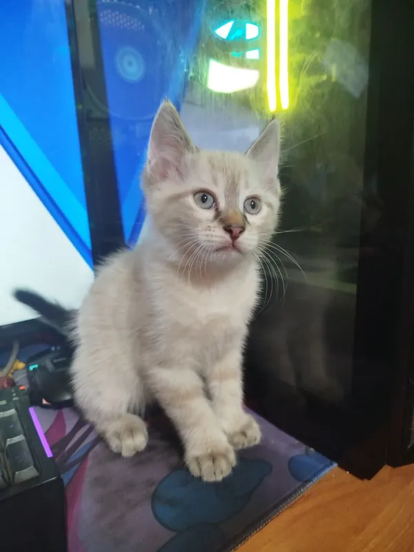 Котята 2 месячные 2